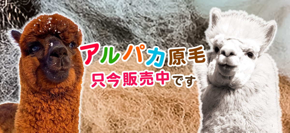 アルパカの原毛 (黒) 10歳以上の毛 100g – ビバアルパカ牧場オンライン