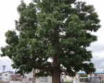 photo-014-003