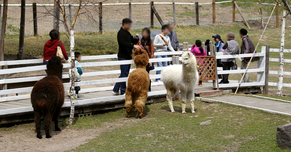 夏アルパカ 町田市】アルパカも来園！薬師池公園四季彩の杜で「やくしLOCAL