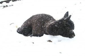 雪上のルネ