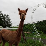 正面クッキー