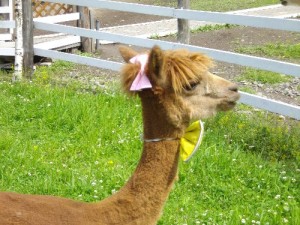 去年のクッキー