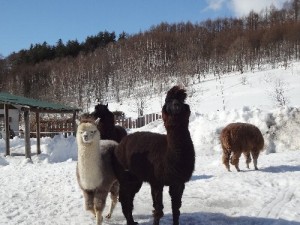 ギンさんの髪形･･･