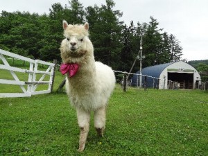 キラさん２歳